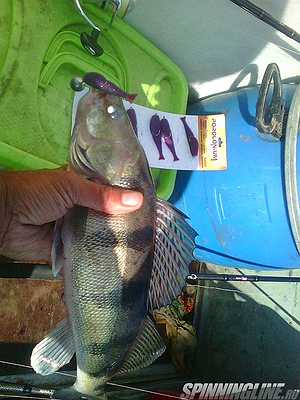 Изображение 1 : Рыбалка , с тестом спиннинга Chase 782mh
